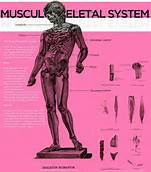 musculoskeletal_system