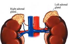 About-Adrenal-Fatigue