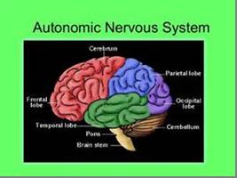 autonomic_nervous_system