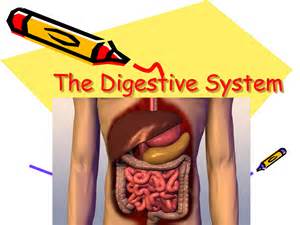 digestion_involves