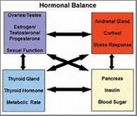 hormonal_balance