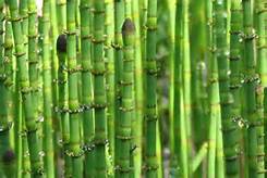 horsetail_1_2