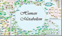 human_metabolism