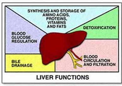 liver_functions2