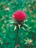 milk_thistle_1_1