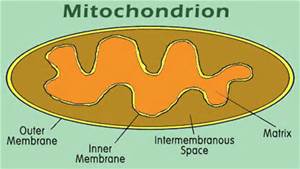 mitochondria