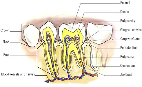 tooth_pain_and_receding_gums